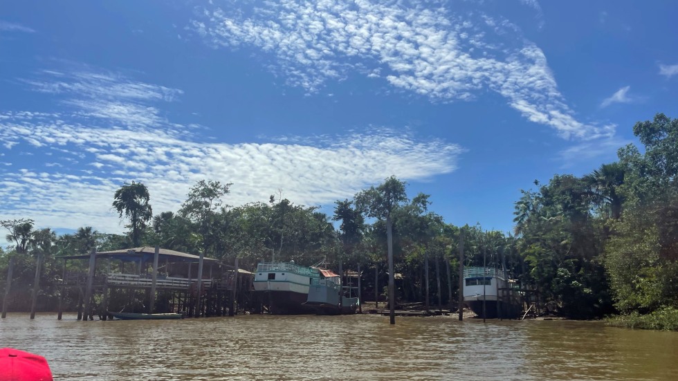 Amazonian rainforest